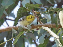Setophaga occidentalis