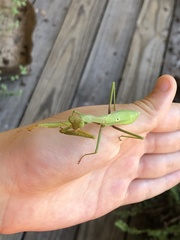 Stagmomantis carolina
