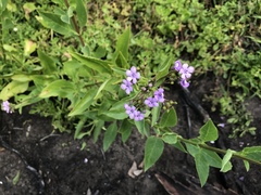 Teedia lucida