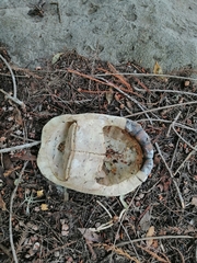 Kinosternon integrum