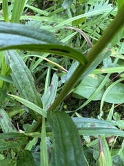 Castilleja miniata miniata