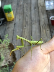 Stagmomantis carolina