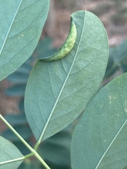 Obolodiplosis robiniae