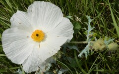 Argemone pleiacantha