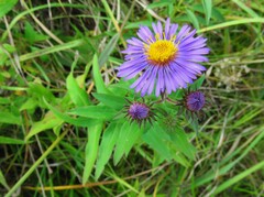 Symphyotrichum novae-angliae