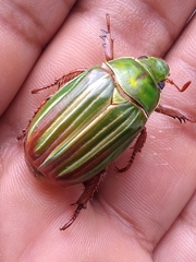 Chrysina adelaida
