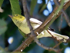 Setophaga occidentalis