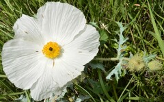 Argemone pleiacantha