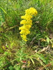 Solidago speciosa