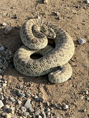 Crotalus viridis