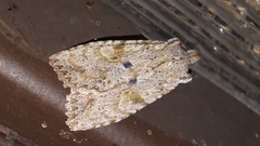 Lithophane patefacta