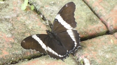Siproeta epaphus trayja
