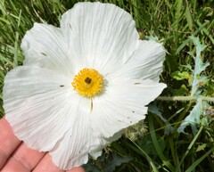 Argemone pleiacantha