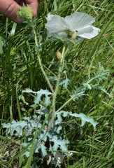 Argemone pleiacantha