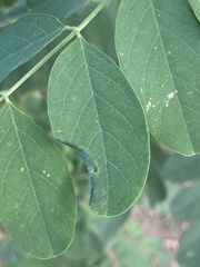 Obolodiplosis robiniae