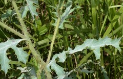 Argemone pleiacantha