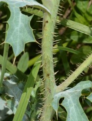 Argemone pleiacantha