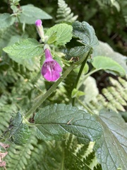 Stachys chamissonis