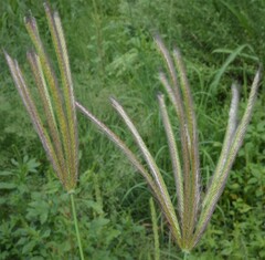 Chloris virgata