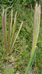 Chloris virgata