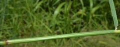 Chloris virgata