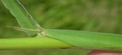 Chloris virgata
