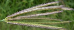 Chloris virgata
