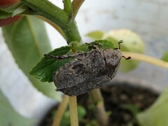 Protaetia fusca