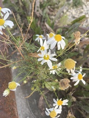 Tripleurospermum