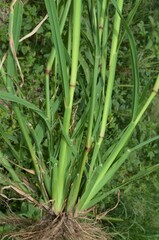 Chloris virgata