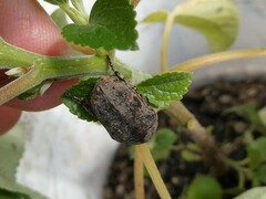 Protaetia fusca
