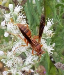 Polistes dorsalis