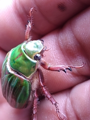 Chrysina adelaida