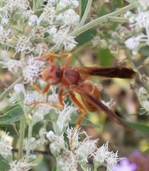 Polistes dorsalis