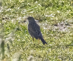 Anthus australis