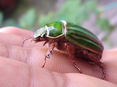 Chrysina adelaida