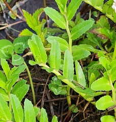 Lobelia concolor