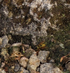 Vespula acadica
