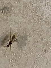 Camponotus inaequalis