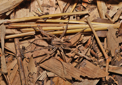 Centroctenus brevipes