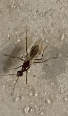 Camponotus inaequalis