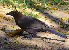 Cyanocorax cyanomelas