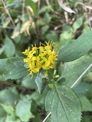 Solidago flexicaulis