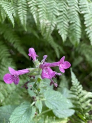 Stachys chamissonis