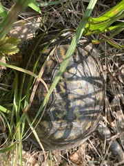 Terrapene carolina