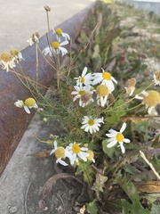 Tripleurospermum