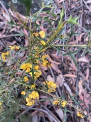 Podolobium ilicifolium