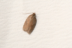 Acleris