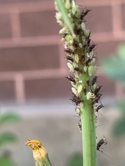 Macrosiphum euphorbiae