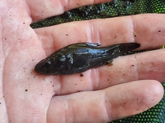 Aphredoderus sayanus
